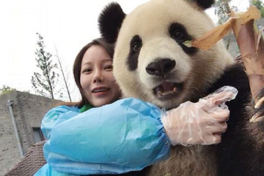 Myfacemood - Questo adorabile panda sa certamente come sorridere e fare i selfie!