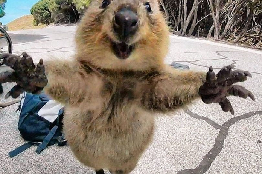 E' difficile valutare se un Quokka è arrabbiato con te! - Myfacemood